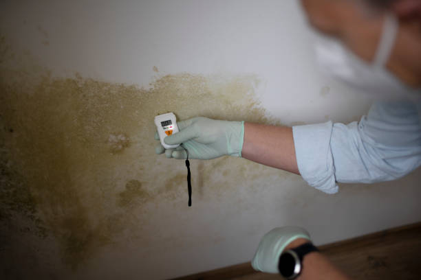 Mold Testing and Removal in Hanover, OH