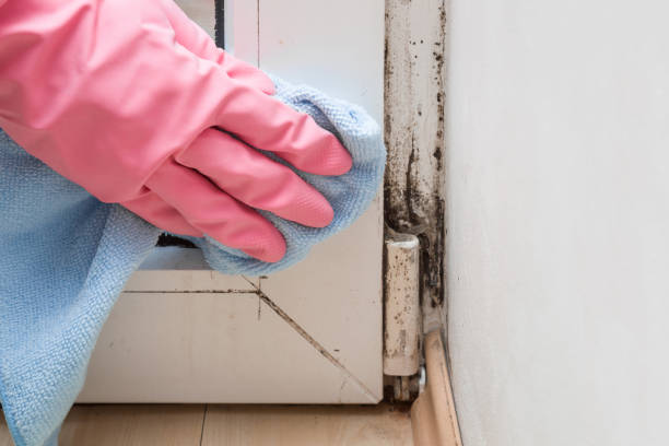 Best Local Mold Removal Service  in Hanover, OH