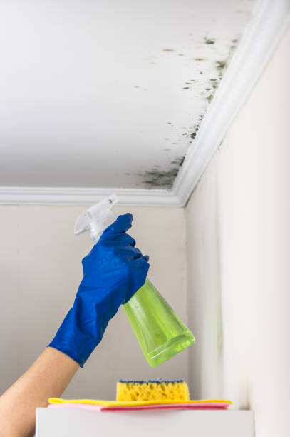 Best Emergency Mold Removal  in Hanover, OH